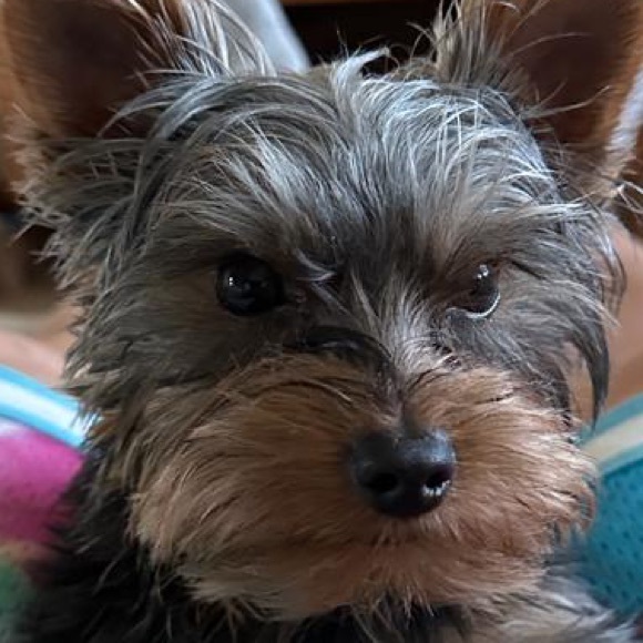 Meet your Posher, Nancy - Picture 4 of 5